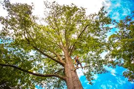 Trusted Glasgow, OR Tree Care Services Experts